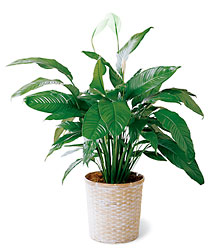 Spathiphyllum from Clermont Florist & Wine Shop, flower shop in Clermont